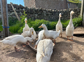 White runner duck hatching eggs