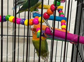 Lovebirds Glasgow