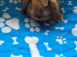 Mini lops