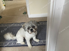 2 Years Old Male Shih Tzu