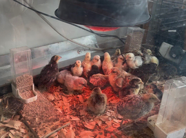 Pekin Bantam, Serama and Bantam Wyandotte chicks for sale