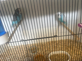 Baby budgies