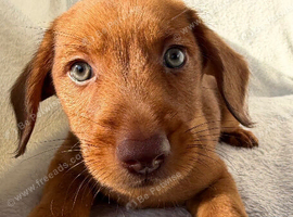 Dameranian puppies for sale