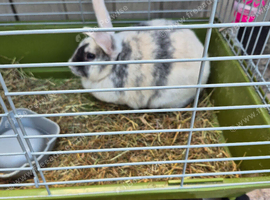 1 female rabbit for sale