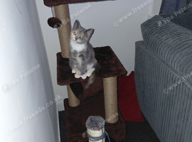 4 month old kitten called zora
