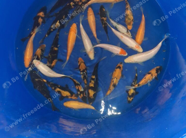 koj carp for sale