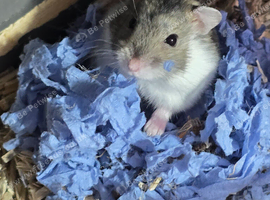 Young Male Russian Hamsters