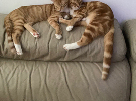 Beautiful kittens