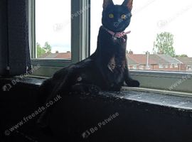 Black female cat one years and half old