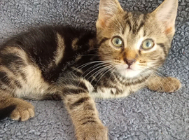 Tuxedo x tabby kittens