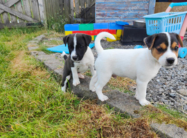 Patterjack Puppies