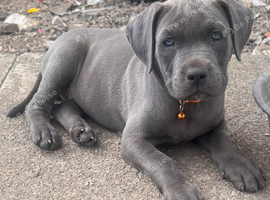 Stunning cane corso puppies