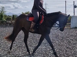 3 yro Beautiful Mare. ROR eligible