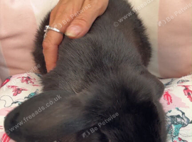 Netherlands and mini lops