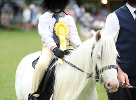 Stunning Future Star Pony &ndash; Reggie