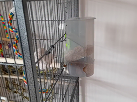 Hand tame budgies with cages and accessories