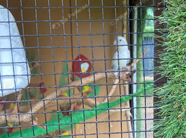 Lovebirds