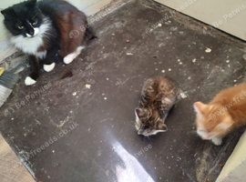 Kittens