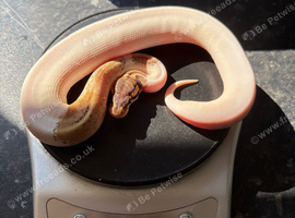 Baby male high white  leopard phantom pied