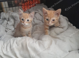 Ginger Kittens for Sale