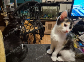Unique and Exquisite Kittens Ready Now