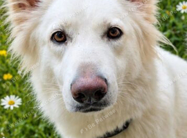 Beautiful long haired white female shepherd