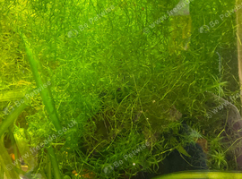 Guppy grass