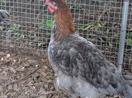 Blue maran cockerel