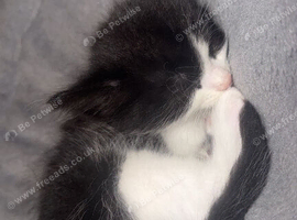 Black and white kittens for sale