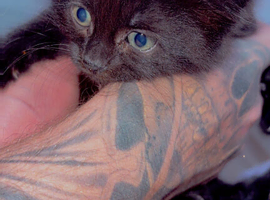 3 Kittens