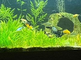 Mollies & Guppies