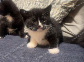 Kittens ready for new homes