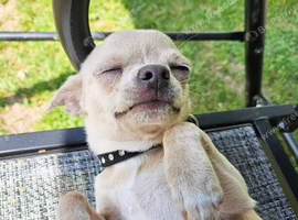 Female Chihuahua