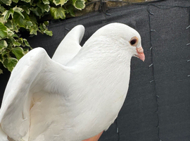 Pair racing pigeon and pure white female
