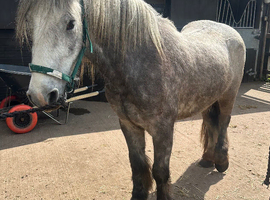 3yr old grey gelding