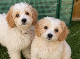 Two girls available