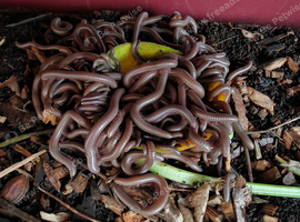 Olive millipedes juveniles