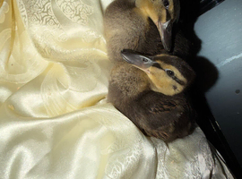 2 Ducklings