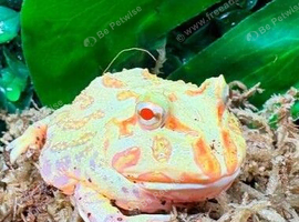 Lime White Horned Frog at Birmingham Reptiles