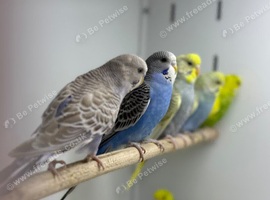 Budgies