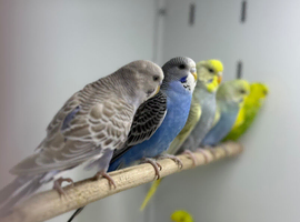 Budgies