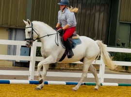 14.2h fun Connemara gelding alrounder