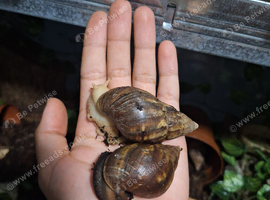 Giant African Land Snails