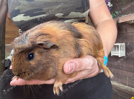 Baby Guinea pigs