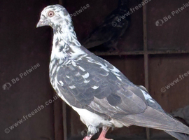 Tippler pigeons