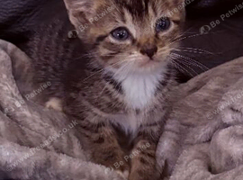 Beautiful boy kitten