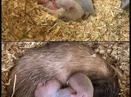 Baby Kits For Sale 2 Weeks Old