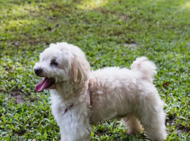 Benny