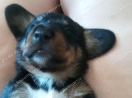 4 dashounds cross jack Russel puppies