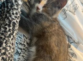 Ready now! Beautiful kittens